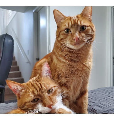 Dos gatos naranjas de JT (Jonathan Taylor)